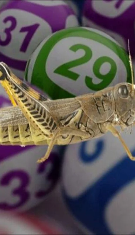 grillo-quiniela-tabla-suenos-suerte-numeros-jpg.