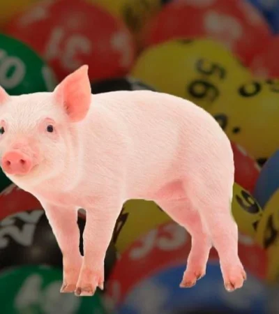 cerdo-quiniela-chancho-número-suerte-tabla