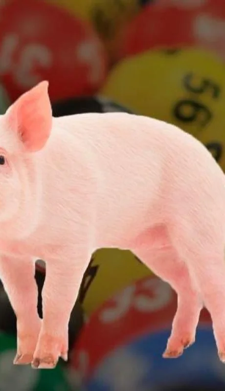 cerdo-quiniela-chancho-número-suerte-tabla