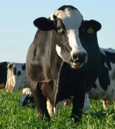 publicacionintarafaela-768x437-jpg.