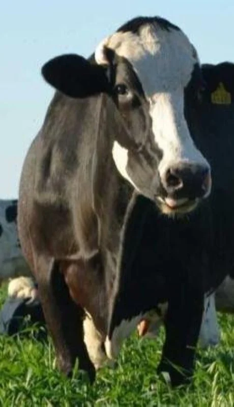 publicacionintarafaela-768x437-jpg.