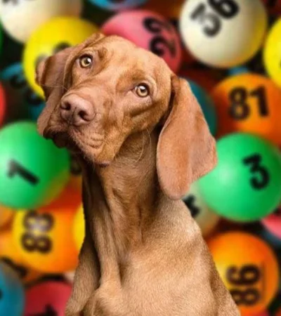 perro-quiniela-número-sueño-tabla-juego-suerte