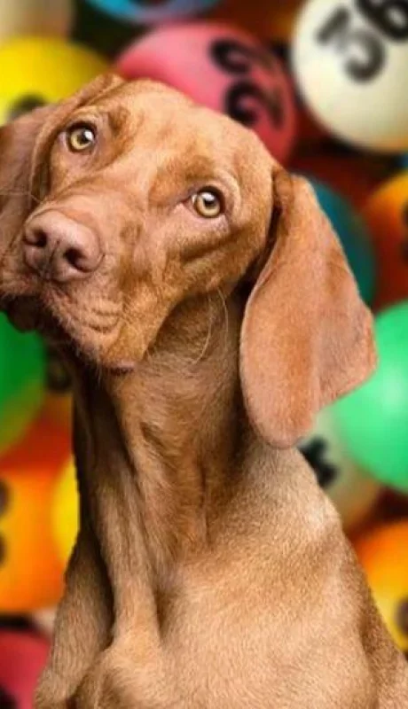perro-quiniela-número-sueño-tabla-juego-suerte