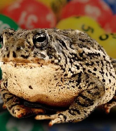 quiniela-sapo-tabla-suerte-número-animales