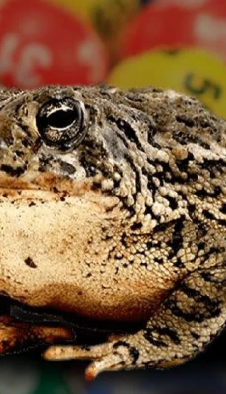 quiniela-sapo-tabla-suerte-número-animales