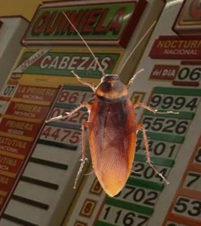 cucarachas-quiniela-suerte-número-tabla-sueños