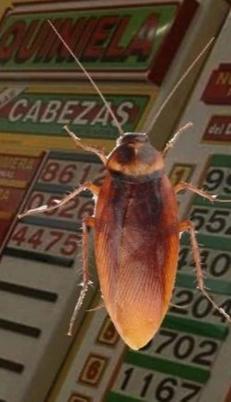 cucarachas-quiniela-suerte-número-tabla-sueños