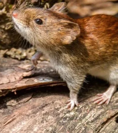 ratas-fiebre-hemorragica-argentina-enfermedad-png.