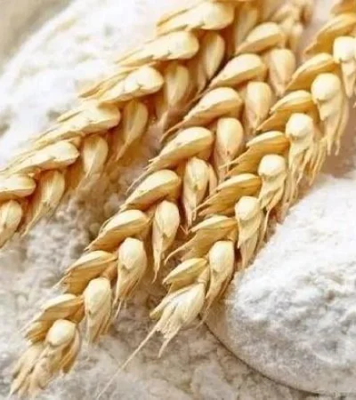 trigo-harina-pan-jpg.