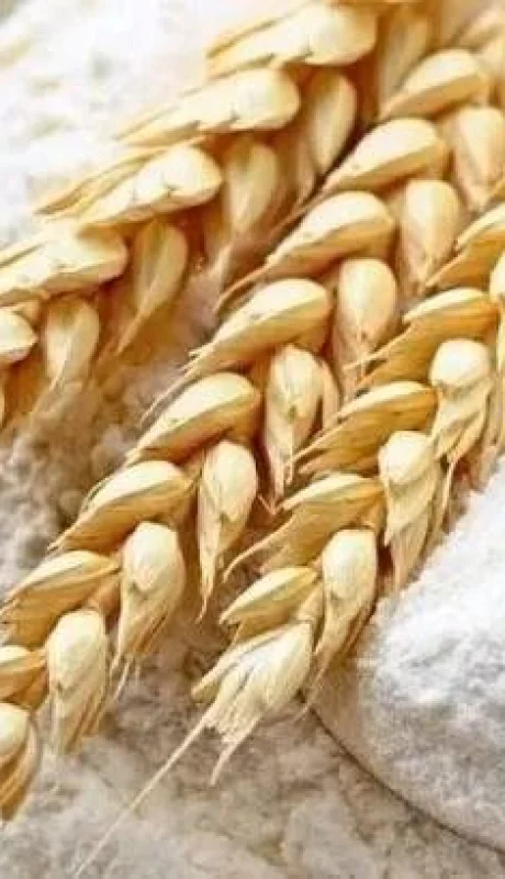 trigo-harina-pan-jpg.