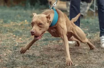 Condenaron a la cárcel al dueño de un pitbull que mató a una nena