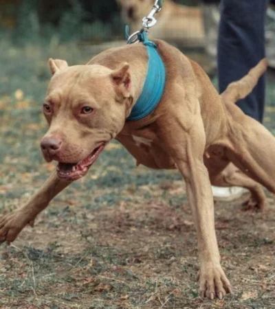 perros-pitbull-ataque-jujuy-madre-hija-ataque-png.