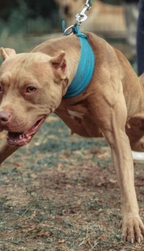 perros-pitbull-ataque-jujuy-madre-hija-ataque-png.