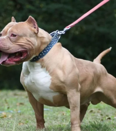 pitbull-ataque-jujuy-jpg.