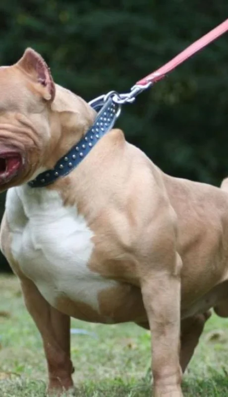 pitbull-ataque-jujuy-jpg.