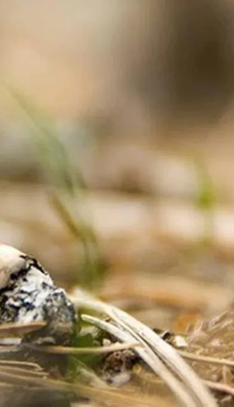 colilla-cigarrillo-jpg.