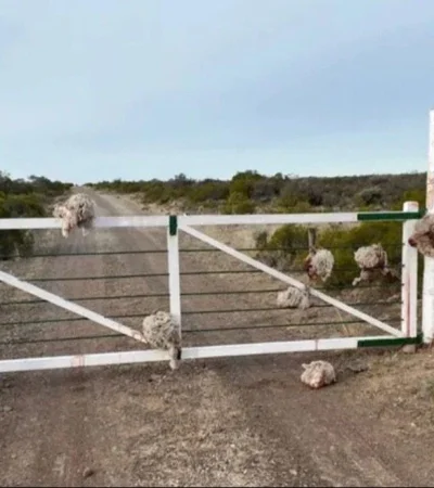 c0781f87-1348-4206-b11d-40e2113a958f-jpeg.