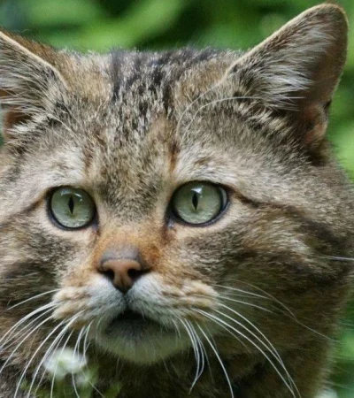 gatos-monteses-03-jpg.