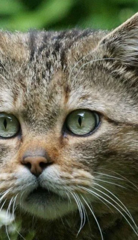 gatos-monteses-03-jpg.