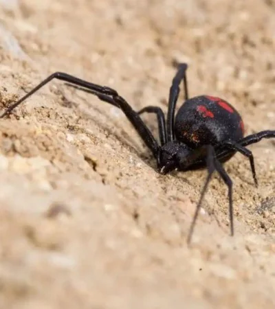 viuda-negra-picadura-chaco-joven-herido-png.