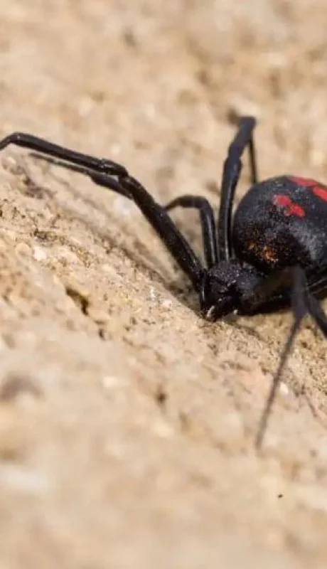 viuda-negra-picadura-chaco-joven-herido-png.