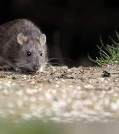 hantavirus-rata-jpg.