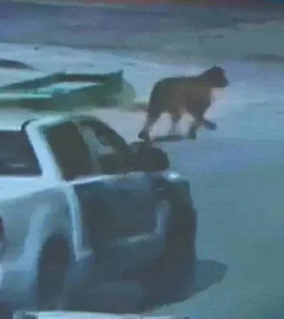 puma-villa-geselljpg-jpg.