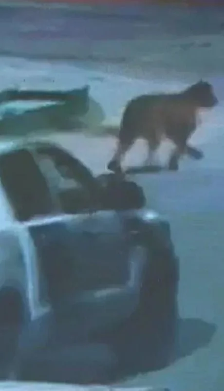 puma-villa-geselljpg-jpg.