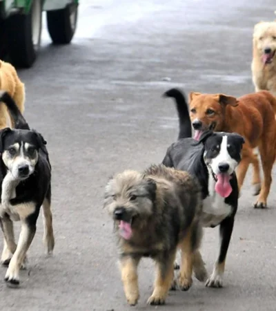 perros-callejeros-jpg.