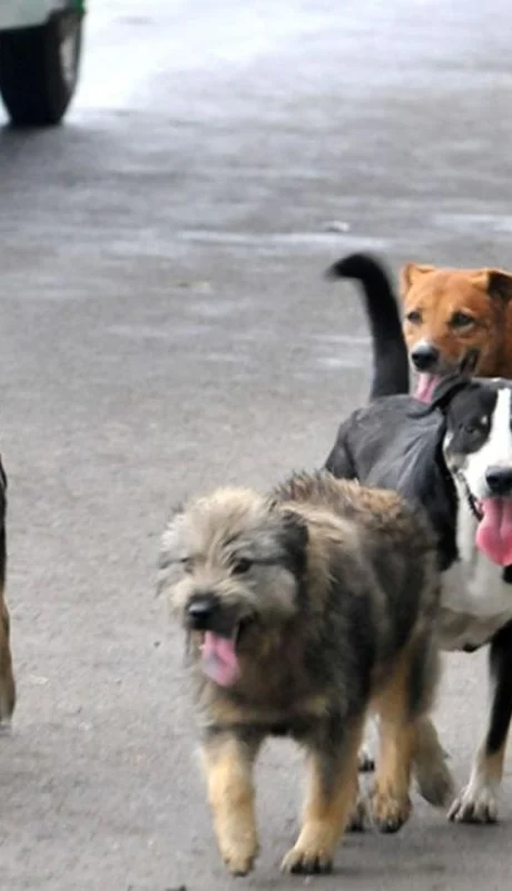 perros-callejeros-jpg.