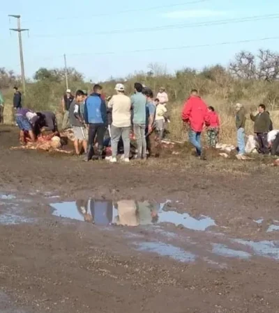 camion-vacas-faena-jpg.
