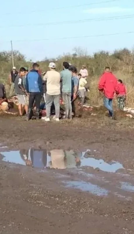 camion-vacas-faena-jpg.