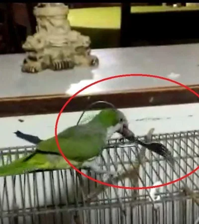 cata-pajaro-jaula-viral-cotorra-cubiertos-png.