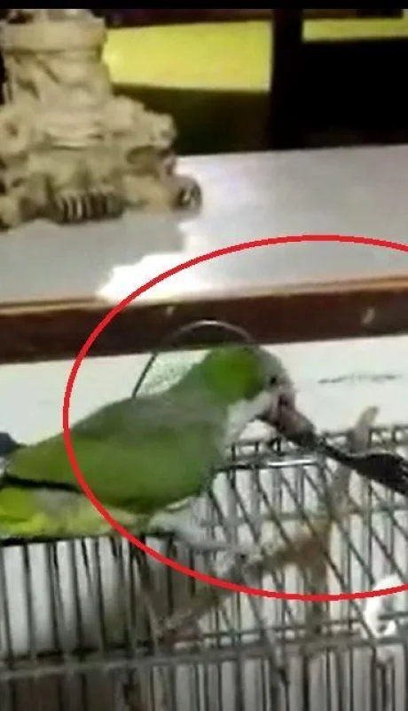 cata-pajaro-jaula-viral-cotorra-cubiertos-png.