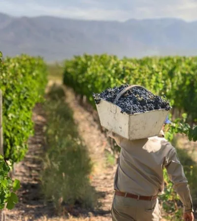 vendimia_cosecha_uvas