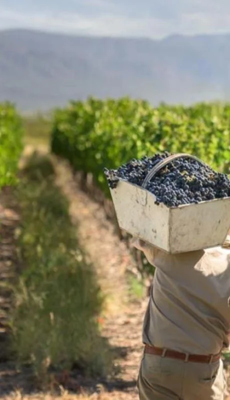 vendimia_cosecha_uvas