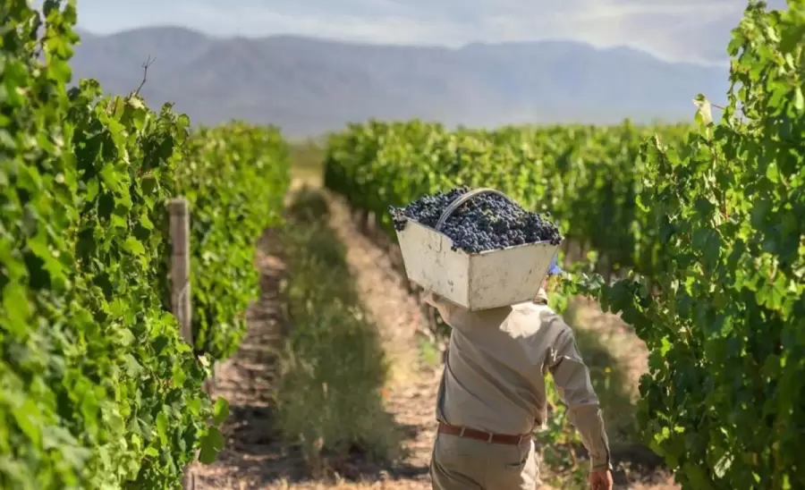 vendimia_cosecha_uvas