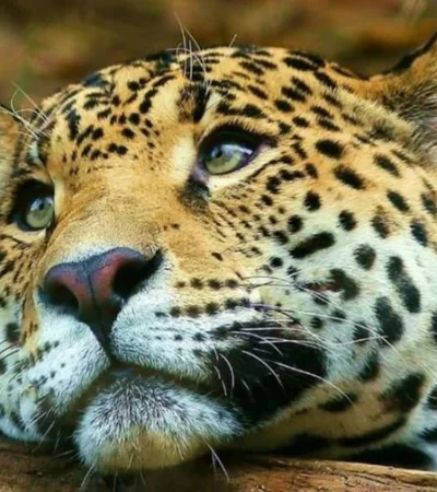 yaguarete-bosques-esteros-del-ibera-jpg.