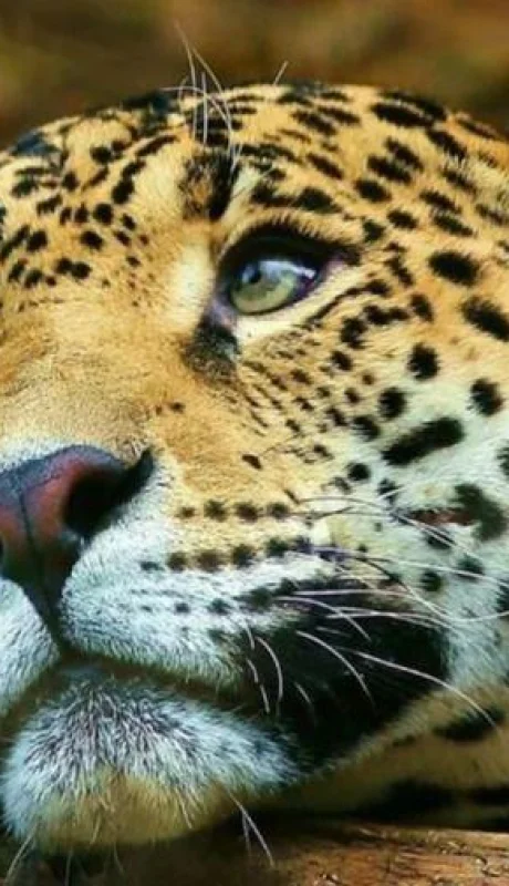 yaguarete-bosques-esteros-del-ibera-jpg.