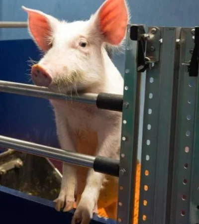 cerdos-organos-resucitar-chanchos-experimentos-jpg.