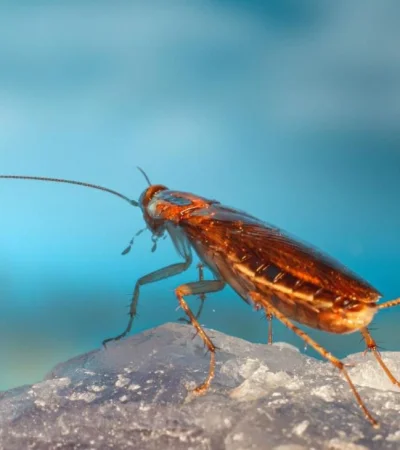 pexels-erik-karits-11032990-jpg.