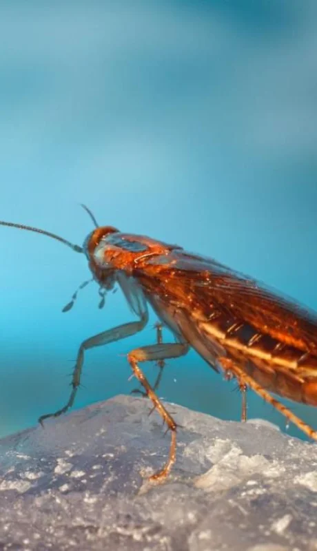 pexels-erik-karits-11032990-jpg.