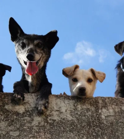 pexels-edgar-daniel-hernandez-cervantes-3628100-jpg.