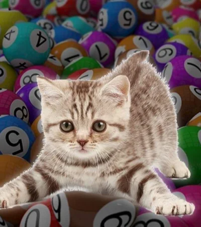 gatos-quiniela-números-tabla-suerte-premio-jugada