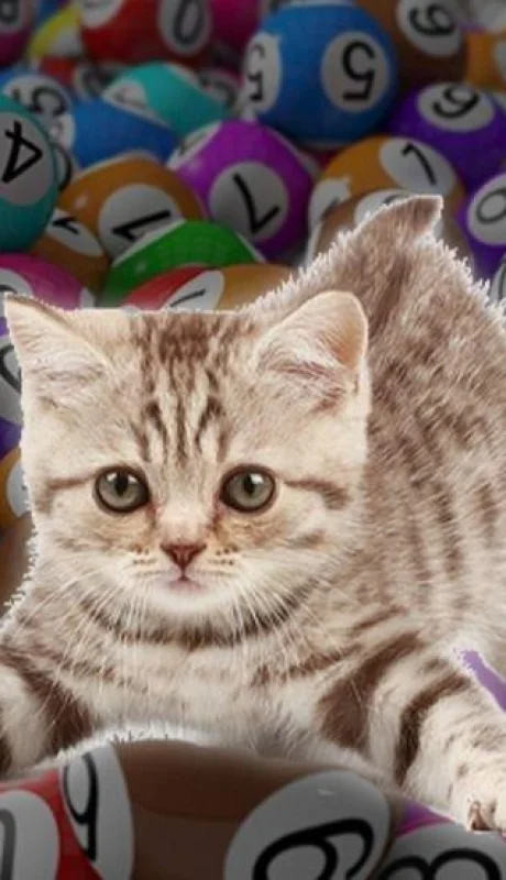 gatos-quiniela-números-tabla-suerte-premio-jugada