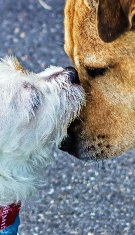 pexels-bin-ziegler-1364729-jpg.