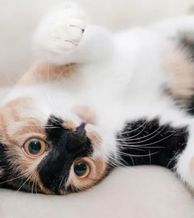 cat-649164-1920-jpg.