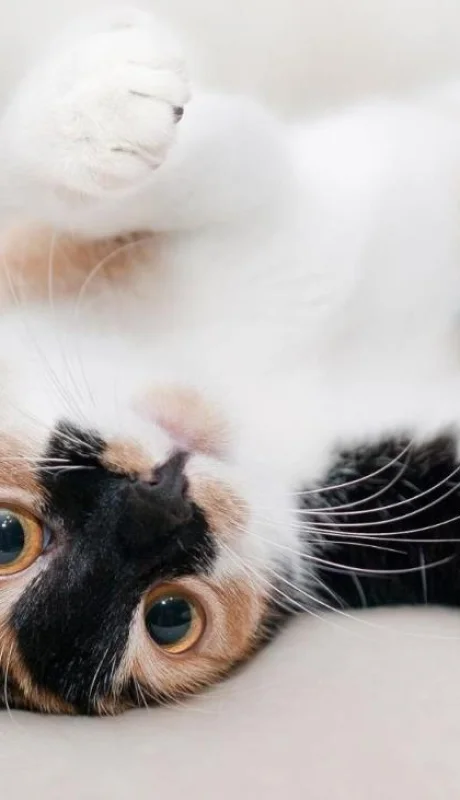 cat-649164-1920-jpg.