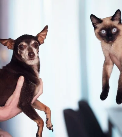 pexels-sharon-mccutcheon-1909802-jpg.