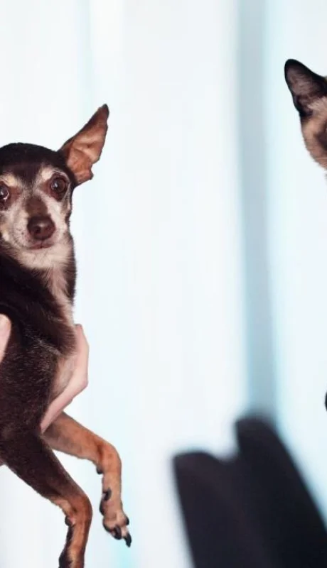 pexels-sharon-mccutcheon-1909802-jpg.